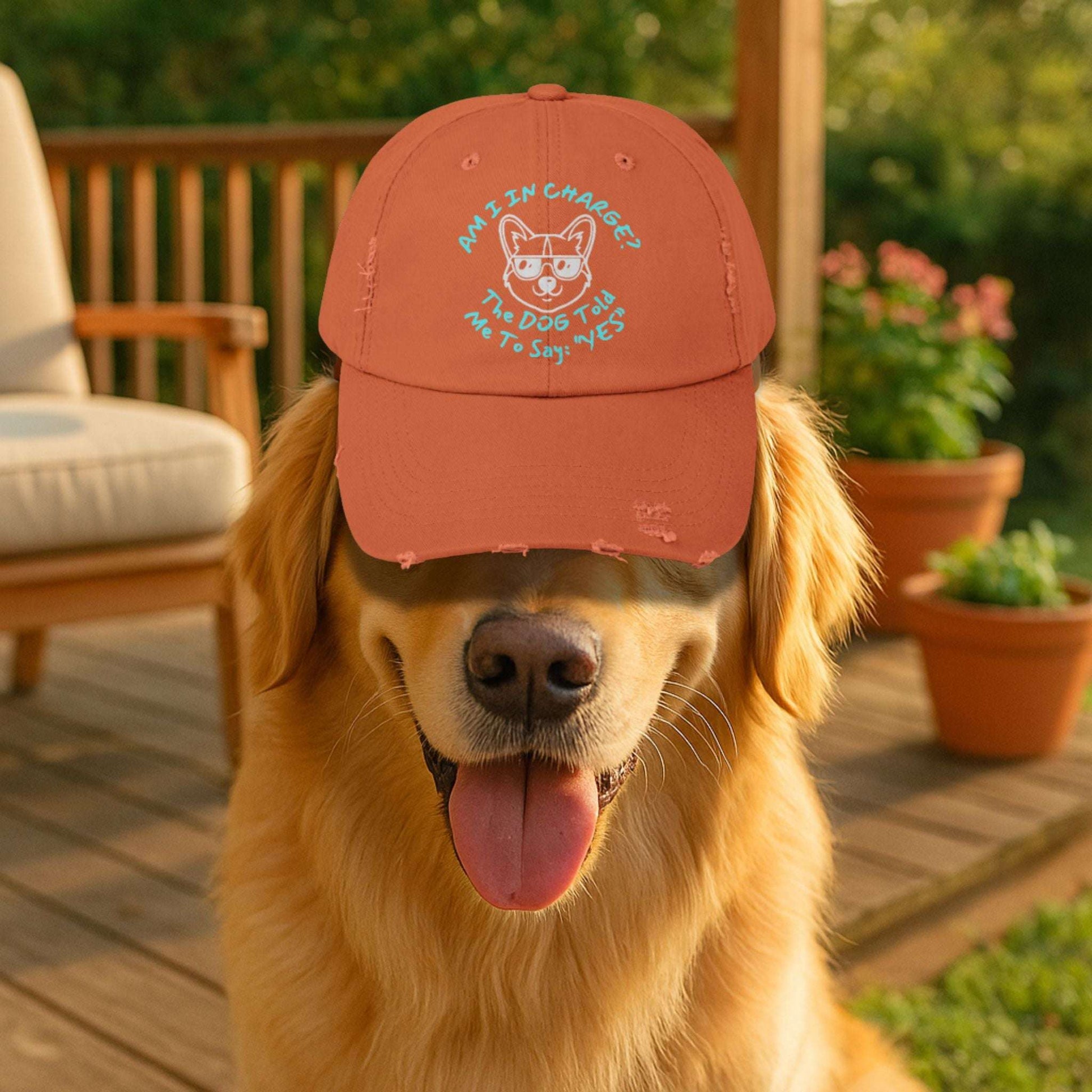Funny Dog Hat – Distressed Black Cap, "Am I In Charge?" Dog Lover Gifts